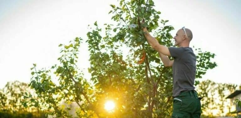 hekk mot nabo, trær på naboens eiendom - mann kutter ned greiner