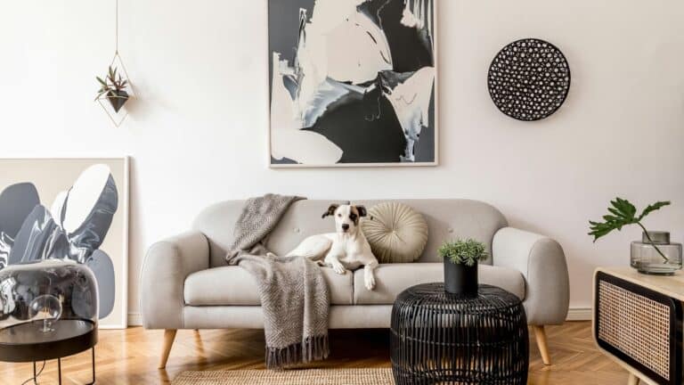 utleie i kjeller - hund ligger på en sofa