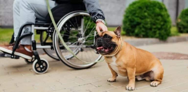 etteroppgjør og gjenopptak av erstatning - mann i rullestol stryker på en hund